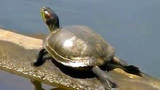 Mr. Shiny Shell: TURTLE stretched out on log