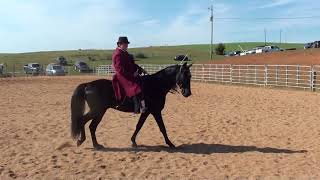 New London 2017 Gaited