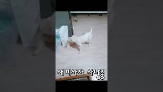 [래브라도 리트리버 / Labrador Retriever] 아기사자 사냥 본능