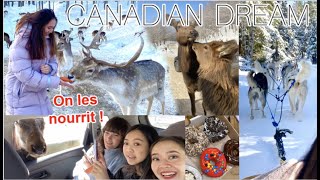 A la rencontre des Caribous & Chien de traîneau ! - Vlog 4