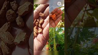 Growing our own food from scratch part-2😇🤗🌿☘️#kakarakaya #please_subscribe