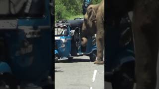 The wild elephant attacked the tuktuk traveling on the highway😯🐘😯🐘#elephant #viralvideo #wildlife