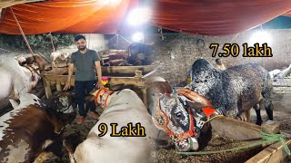 Qurbani kiy Janwar | Qurbani K Khubsurat Janwar #qurabani #lahore #pakistan