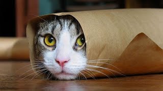 ПРИКОЛЫ С ЖИВОТНЫМИ ДО СЛЕЗ / Смешные КОТЫ 2022 / Приколы с КОТАМИ / Funny ANIMALS video