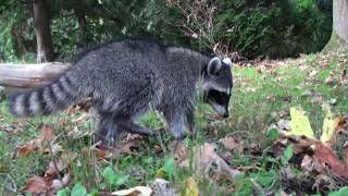 Raccoons foraging naturally and 'mugging' passersby for snacks in Stanley Park, Vancouver, Canada