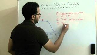 Action Potential Phases (Physiology 2nd Year) - AbdulRahman Ismaiel