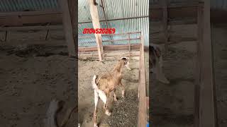 goat farming in India happy goat farm