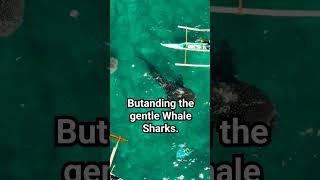 The famous #Whale #sharks found in Oslob #cebu #philippines #ocean #giantfish  #fish #shorts