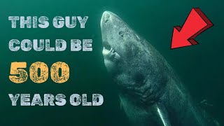 Greenland Sharks Estimated to Be 400 Years Old or More Discovered by Scientists