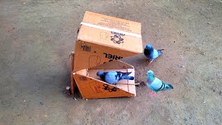 Creative | How to make bird trap that work 100% | bird trap easy homemade