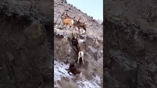 Can ibex climb mountains? #wildlife #animals