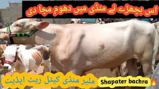 malir mandi rate update giant beauti|September24, bhatreen position 2024#mashallahgoatfarmawadh