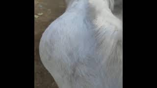 Big Mental Kota Bakra Full Active | Original | At Lateri Goat Farm Eid ul adha 2021