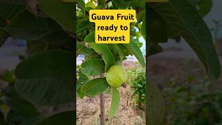 Guava Harvest Time!  Fresh & Juicy Pick #GuavaHarvest #FreshFruit #GardenLife #shorts #youtubeshorts