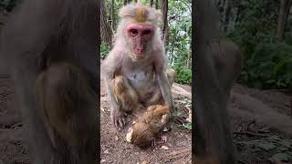 HOW MONKEY EAT #monkey #animals #short #shorts