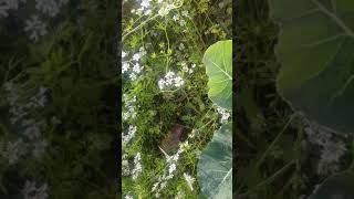 White butterfly indian breed flying