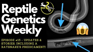 Updates & Stories, Including A Ratsnake's Predicament! - Reptile Genetics Weekly, Ep 15