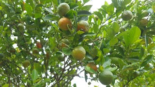 Tara kuha ng kalamansi sa farm