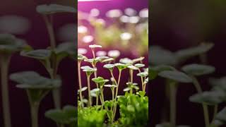 The bliss of growing and eating microgreens 🌱. #microgreens #microgreensfarmer #nutritiontips