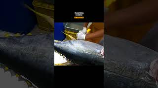 BEYOND REASON bluefin tuna fish cutting from Aceh Indonesia