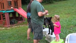 Training Wolf Pups and Toddler Gloriella at North Georgia Zoo