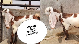 HYDERABADI GOAT🐐TOP QUALITY FEMALE DAULAT DAUGHTER