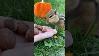 Trick or treat🎃#shorts #halloween #chipmunk #cuteanimals #シマリス #chipmunkparadise