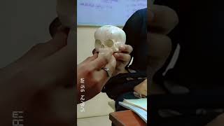 Fetal skull diameter ( part 2)# Practical in OBG lab😊