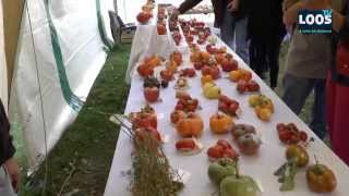 LOOS TV - Fête de la tomate 2014 à Haverskerque