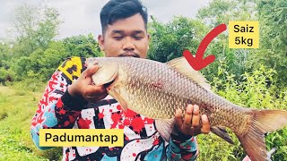 Mancing Ikan Rohu Padumantap