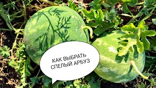 Как 100% выбрать Спелый арбуз. 3 Правила спелого арбуза. Лайфхак