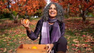 Health Benefits of Persimmons - Harvesting Health - America's Heartland