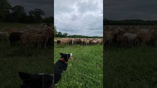 Z the #bordercollie out here showing off her skills #workingdog #farmlife #ranchlife #cows #doglife