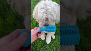 Clean teeth for your pup! 🐶 #utahdog #cutecavapoo #dogvideo