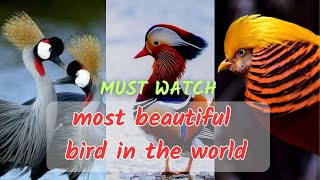 The Most Beautiful Birds of the World | A Kaleidoscope of Nature's Splendor