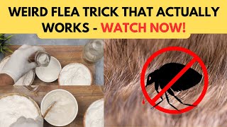 Forever Flea Free Get Rid of Fleas in the House Fast Naturally Forever with Baking Soda Vinegar