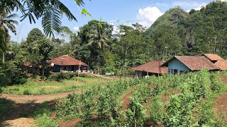 Kampung yang sejuk, nyaman bikin nagih| Suasana Alam Pedesaan Jawa Barat