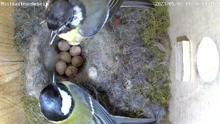 Blaumeise flüchtet vor Hummel, viele Eier und Brüten | 02.05.2023