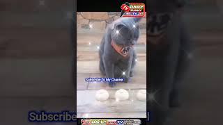 cat cute funny video/beast cat video