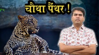 पिंजरे में कैद हुआ तीसरा पैंथर, चौथे ने किए हमले, आतंक जारी I Panther trapped in a cage I Gogunda