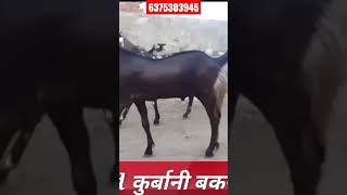 कुर्बानी बकरे // Mix breed (sirohi,gujari, Ajmeri) available // एम जे बकरी फार्म किशनगढ़ 6375303945