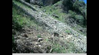 wild cat - پشیلەی کێوی - قطە البرية #Kurdistan biodiversity #conservation #wildlife #wildcats