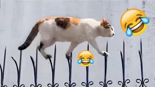 Funny ANIMALS videos 2024😁New Funny Cats and Dogs Videos🐶