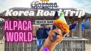 Korea Road Trip: Alpaca World, Surfy Beach, and Donghae