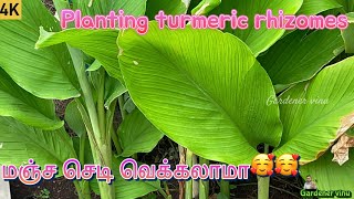 Planting turmeric rhizomes l மஞ்சள் செடி விதைப்பு காணொலி #turmeric #rhizomes #gardenervinu #manjal