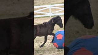 Meet the Rescue Horses of Elvis Presley's Graceland