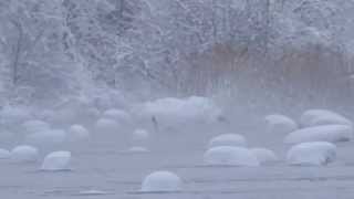 Beautiful Arctic Paradise of Finnish Whooper Swans