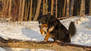 Bernese Mountain Dog and Canine Hip Dysplasia