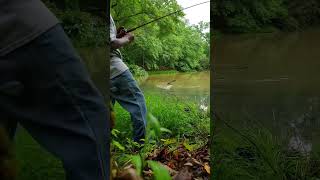 Bass Wrapped Around Tree AMAZING Save