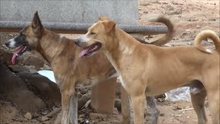 Look like twin dogs at park